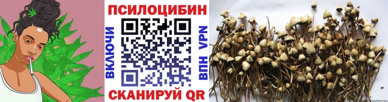 Галлюциногенные грибы Psilocybe  это какой сайт  Пушкино  цены  